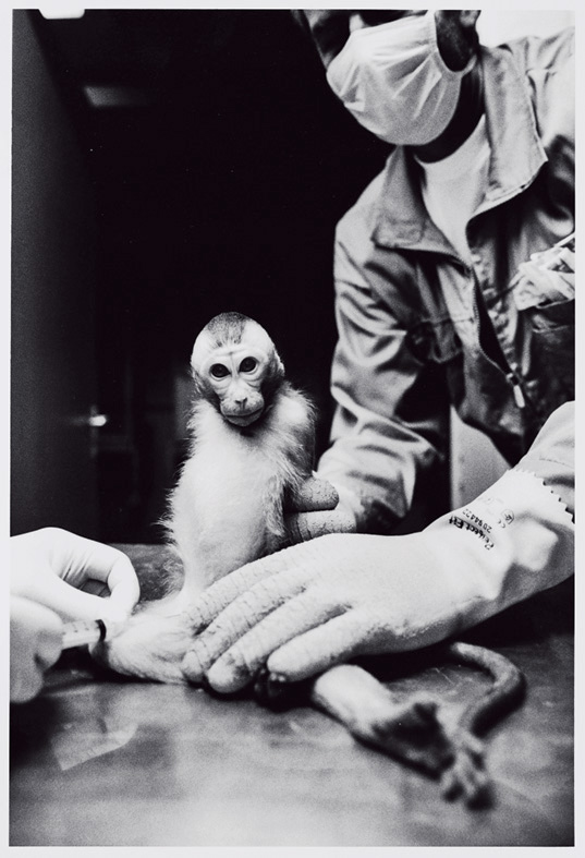 Drawing blood from a macaque monkey in a vaccine lab.