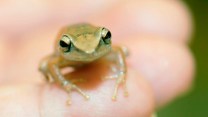 Coqui frog