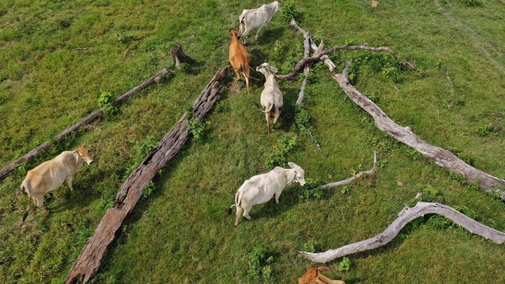 Cows that look too skinny on grass surrounded by fallen trees