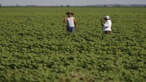 Two migrant workers stand in a field in Arkansas