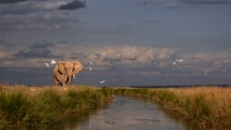 A lone bull elephant enjoying grass from the river bed while a storm is about to come in.
