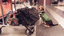 A black, white, and tan dog on a leach with a green placard reading "protecting American agriculture" sits by an airport luggage cart with several bags on it.