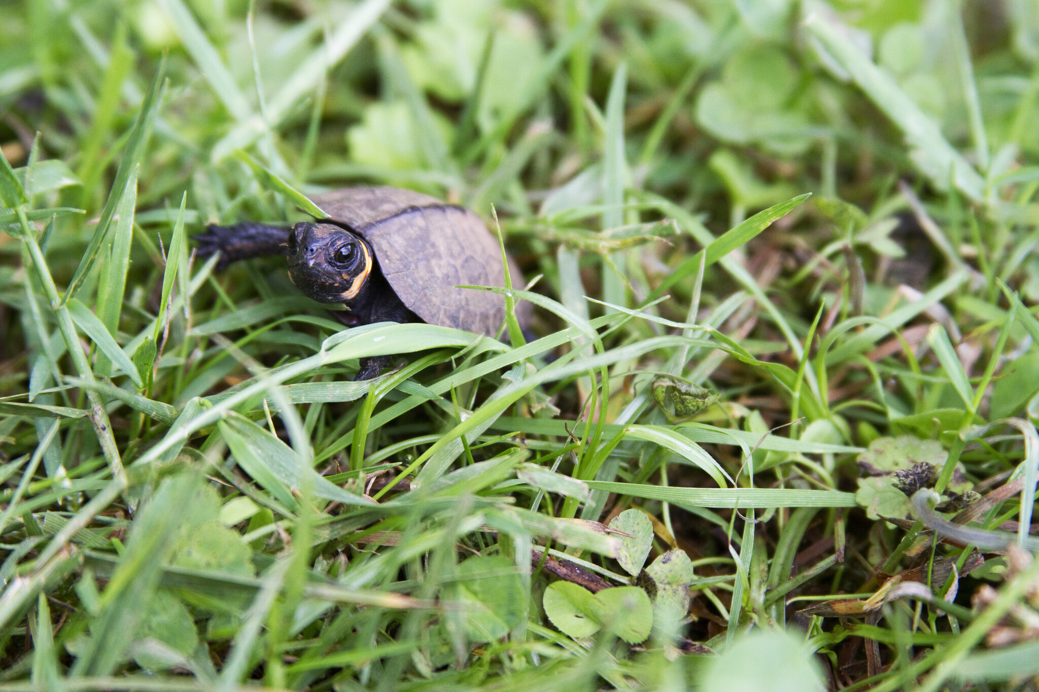 Young bog turtle walking through grass.