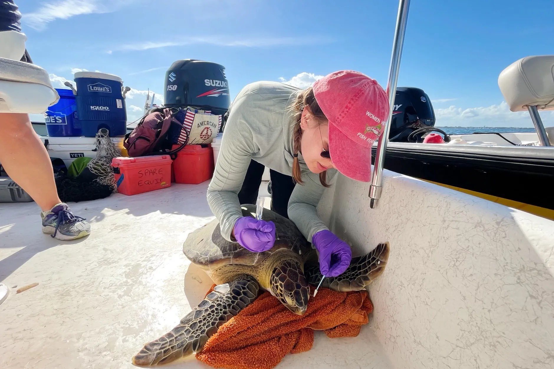 A woman wearing a pink hat swabs a turtle's face.