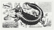Photo collage featuring scientific etchings of weather patterns, fire, various plants, geographical formations, and natural disasters, overlaid with a large anatomical illustration of a salamander that shows its skeleton.