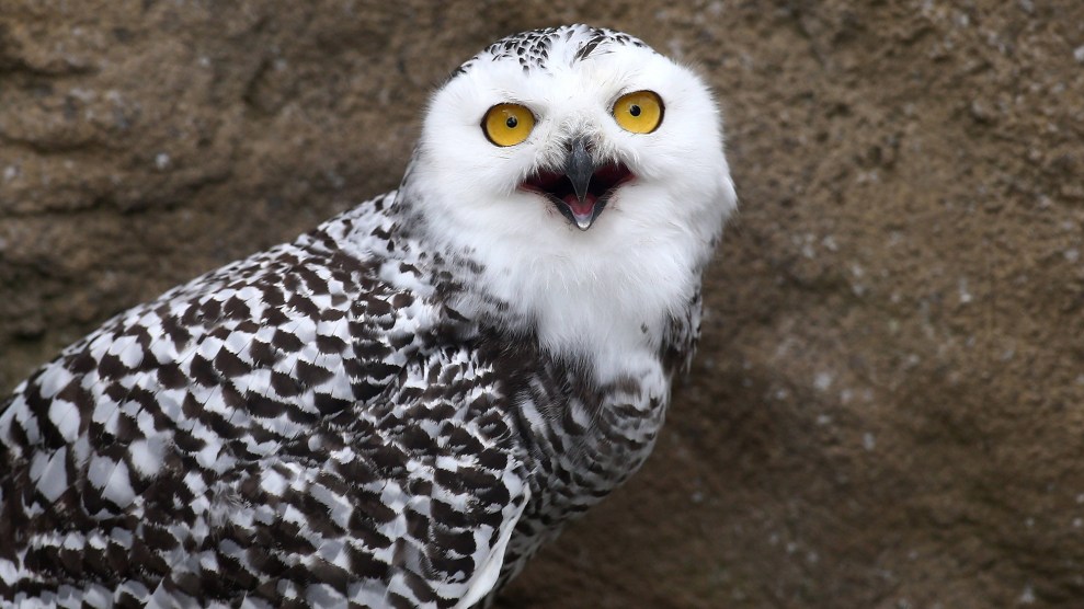 A white owl with an open beak.