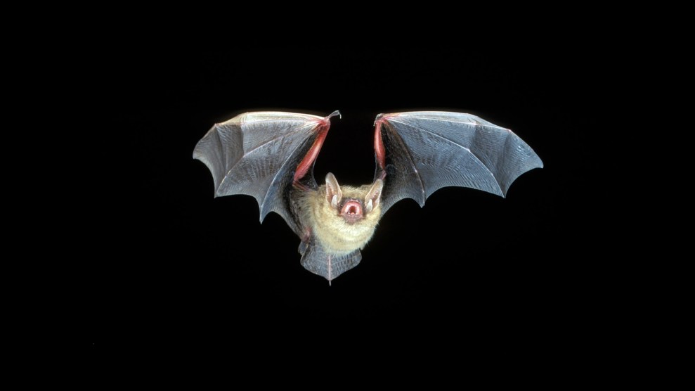 A bat on a black backround