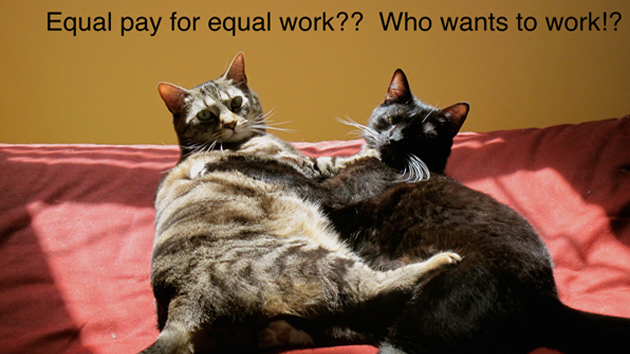 Cats against equal pay