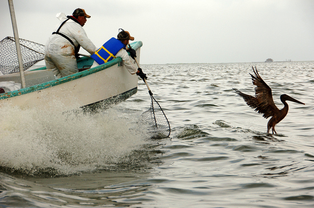 Carl Pellegrin (left) of the Louisiana Department of Wildlife and Fisheries and Tim Kimmel of the U.S. Fish and Wildlife Service prepare to net an oiled pelican in Barataria Bay, La., Saturday, June 5, 2010: Deepwater Horizon Response via Flickr
