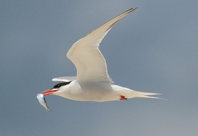 Tern with fish: Badjoby via Wikimedia Commons
