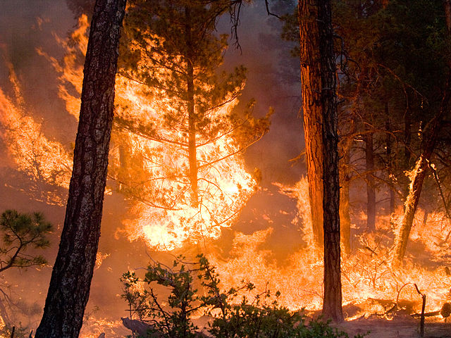 Whitewater-Baldy Complex wildfire, Gila National Forest, New Mexico: Kari Greer | USFS Gila National Forest