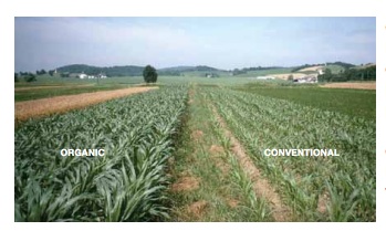 Corn in the [organc]  legume-based (left) and  conventional (right)  plots six weeks after  planting during the  1995 drought. The  conventional corn  is showing signs of  water stress. Photo and caption: Rodale Institute