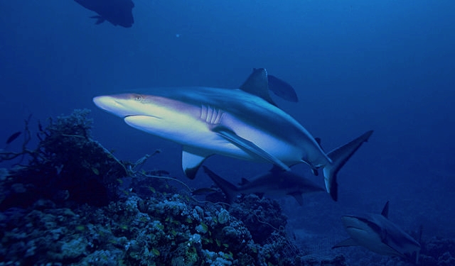 Gray reefs sharks: Albert kok via Wikimedia Commons
