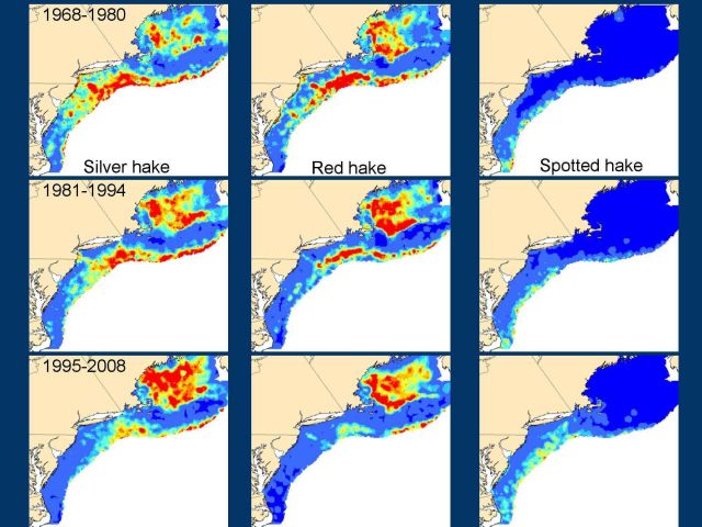 DIstribution of silver hake, red hake and spotted hake 1968-2008: Janet Nye | NOAA | NEFSC
