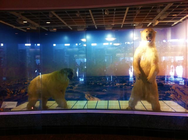 Polar bear diorama at Anchorage airport: Julia Whitty