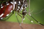 asian-tiger-mosquito.jpg