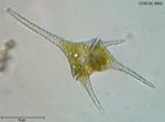 dinoflagellate.jpg
