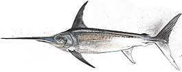 atlantic swordfish