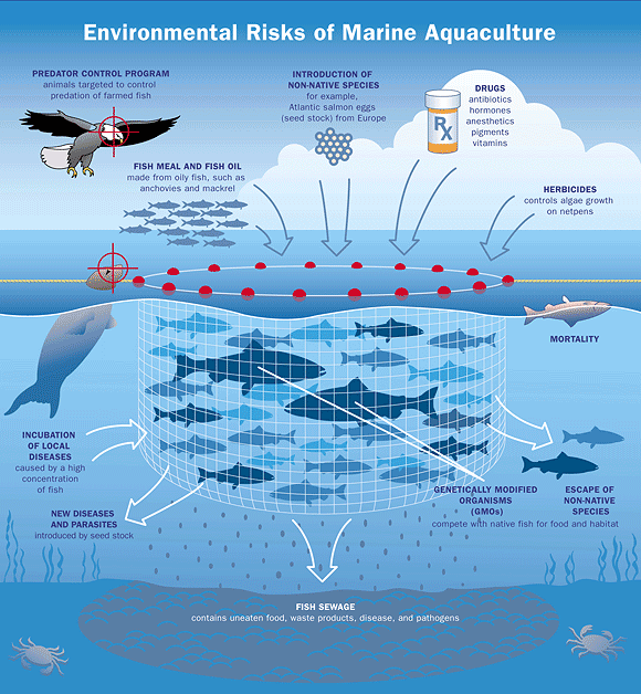 Environmental Risks of Marine Aquaculture chart