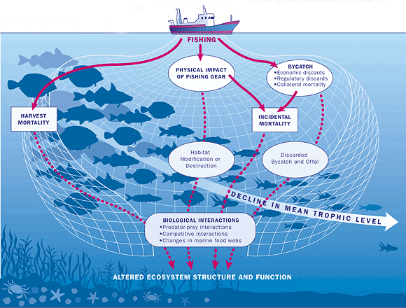 Fishing Impact chart